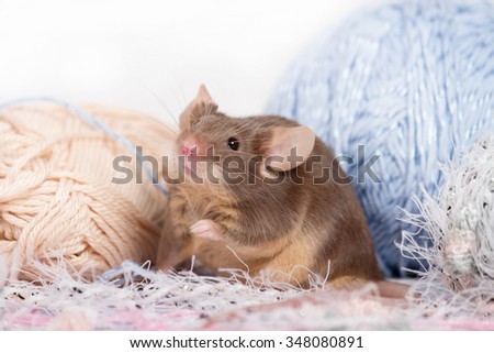 Funny domestic mouse is hiding among tangles of yarn. Yarn is blue, beige, pink and fluffy. Mouse has bushy whiskers. Mouse is funny, cute and curios