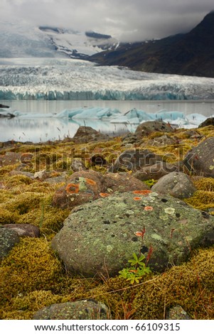 Flora under melting glacier, Vatnajokull glacier, Iceland