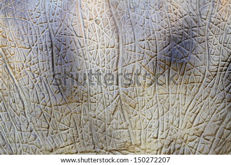Detail of dinosaur thick animal skin texture
