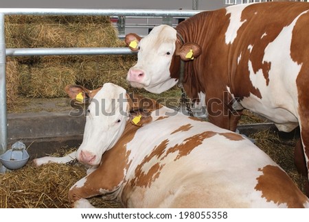 Domesticated animals cows on floor of barn with hay laying around