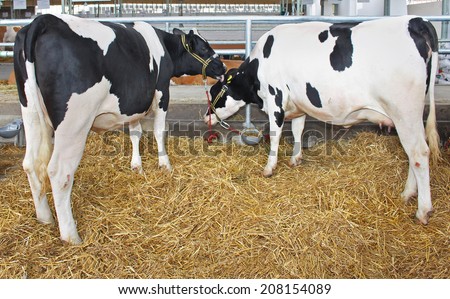 Two cows standing on hay in farm house