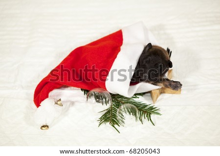a six days old Belgian Shepherd puppy, born on Christmas, lying in a Santa Claus hat - arranged on a white blanket