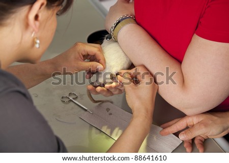 a domestic rat being sutured by a veterinarian after having had a surgery at its leg