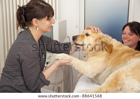 smiling veterinarian fondling a golden retriever to becalm it for an upcoming ultrasonic examination