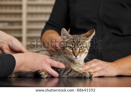 veterinarian examining a domestic cat