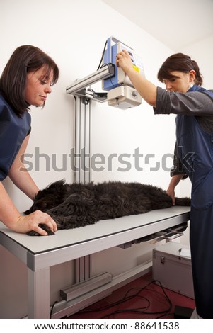veterinarian preparing dog for x-ray examination