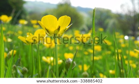 CLOSE UP OF BUTTERCUP IN FIELD WITH MORE BUTTERCUPS BEHIND
