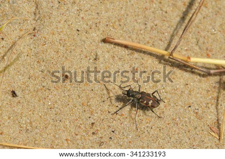 Ground beetle on the sand