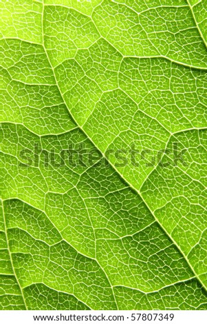 macro structure of a green leaf