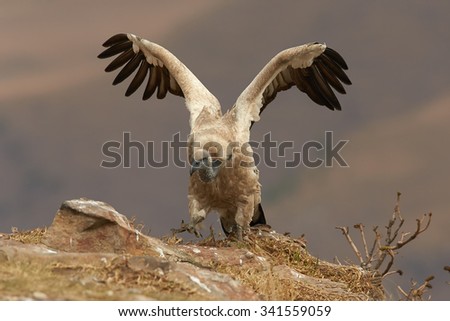 Adult Cape vulture with outspread wings comming from the edge of the rock in the morning light