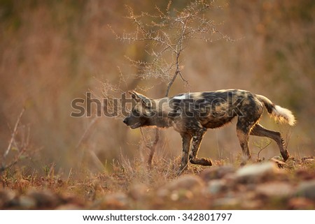 African wild dog on the move, on the hunt in the African bush and the morning light.
