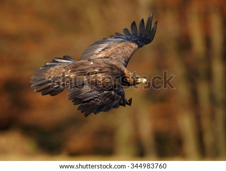 Close up hovering Golden Eagle with outstreched wings over autumn forest