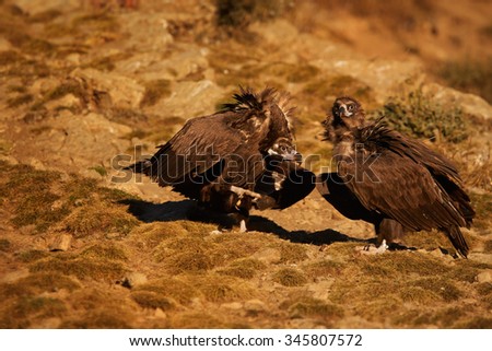 Pair of endangered Cinereous vultures Aegypius monachus in mating behavior  on rocky slope lit by setting sun, autumn bushes in background