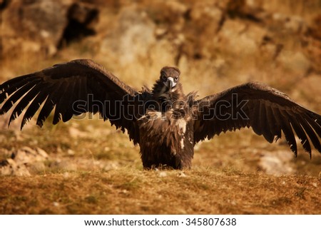 Endangered Cinereous vulture Aegypius monachus with outstreched wings on rock lit by setting sun