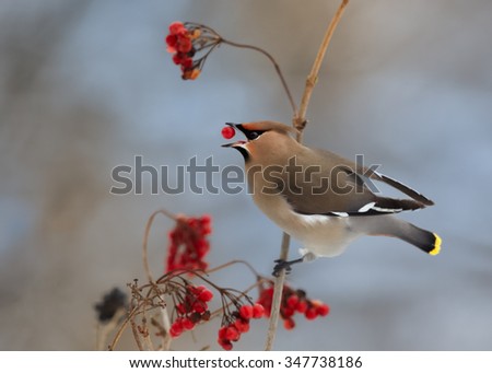 Bohemian waxwing  Bombycilla garrulus feeding on red berries with one in beak. Soft winter light, blue background.