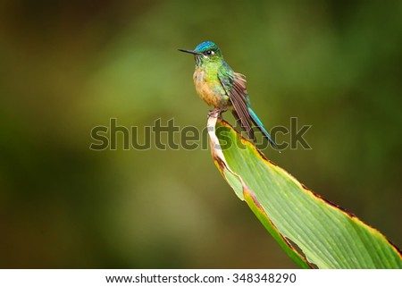 Nice female hummingbird Long-tailed Sylph Aglaiocercus kingi showing off its best colors in its natural environment, perched on big leaf.