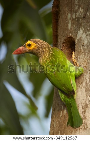 Close up vibrant green and brown Brown-headed Barbet Megalaima zeylanica on the old trunk next to nest hole . Green blurred colorful background.