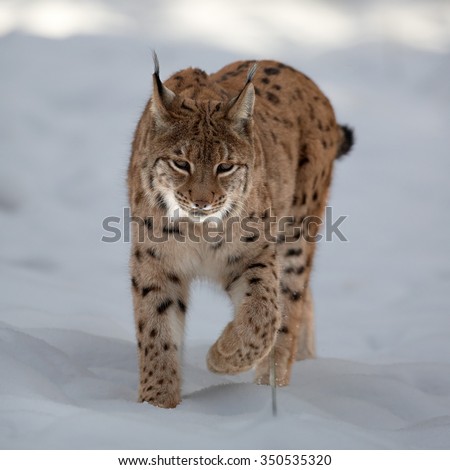 Close up front view of Eurasian Lynx Lynx lynx in winter in the movement on snowy ground.