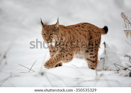 Close up Eurasian Lynx Lynx lynx in winter in the movement on snowy ground.