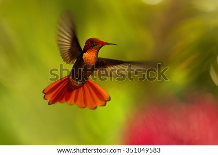 Beautiful golden-orange throated hummingbird Ruby-Topaz Hummingbird Chrysolampis mosquitus hovering over red flowers. Blurred orange and green background with nice bokeh