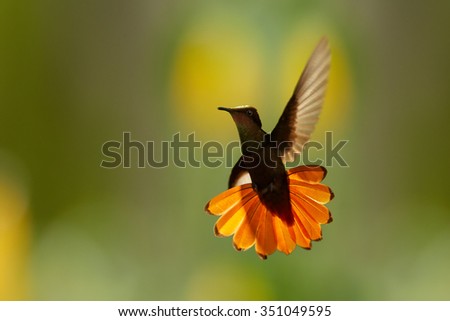 Beautiful golden-orange throated hummingbird Ruby-Topaz Hummingbird Chrysolampis mosquitus directly hovering in backlight at the camera. Outstretched orange tail, blurred orange and green background.