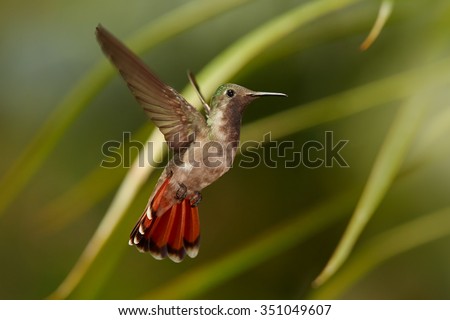Beautiful female of golden-orange throated hummingbird Ruby-Topaz Hummingbird Chrysolampis mosquitus hovering over red flowers. Blurred orange and green background with nice bokeh