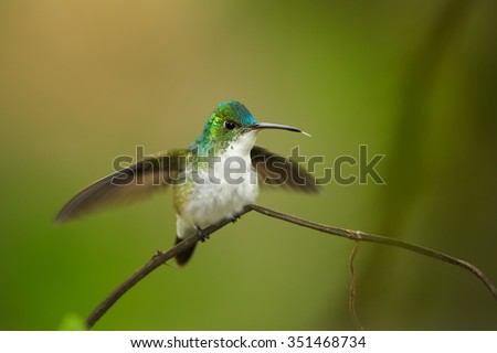 Colorful Andean Emerald Amazilia franciae hummingbird perched on twig with outstretched wings. Dark green and yellow blurred background