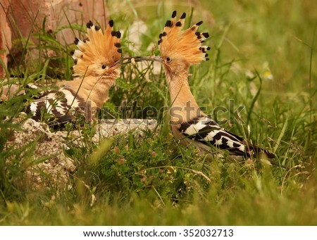 Close up pair of Eurasian Hoopoes Upupa epops when male coming with  big worm in its beak as present for female. Summer flowering meadow as background.