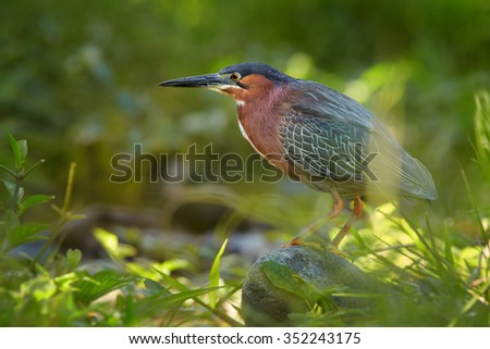 Close up colorful Green Heron Butorides virescens in tropical forest stream on  the rock looking for prey. Low angle shot, eye contact,green blurred background.