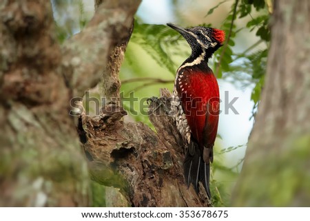 Colorful flame red woodpecker Dinopium benghalense  Black-rumped Flameback Sri Lankan red variation perched on old trunk. Old trees and forest in blurred background. Horizontal image.
