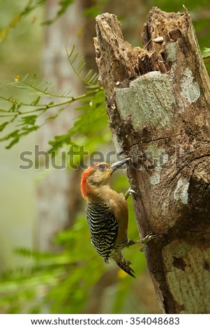 Male of  Red-crowned Woodpecker Melanerpes rubricapillus excavating nest-hole  on old trunk. Typical rain forest environment. Colorful green and yellow blurred background. Tobago.