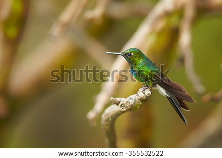 Black and white with dark green back  hummingbird Collared Inca Coeligena torquata isolated, feeding from intensive orange Aloe Vera flower with raindrops. Distant blurred green background.