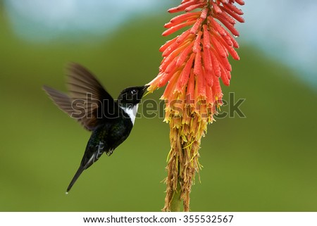 Black and white with dark green back  hummingbird Collared Inca Coeligena torquata isolated, feeding from intensive orange Aloe Vera flower with raindrops. Distant blurred green background.