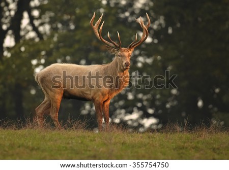 Wild, adult dominant Cervus elaphus Red deer male, coming from orange illuminated, high autumn grass, staring directly at camera. Dark background, early morning soft light. Europe.