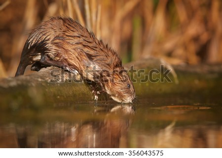 Muskrat, Ondatra zibethicus, climbing over a fallen trunk in water of small lagoon. Orange reeds in the background, reflecting on water surface. Early morning light, low angle photo. Autumn,Europe.