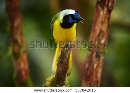 Close up colorful  Inca Jay Cyanocorax yncas perched on branch, blue facial mask, bright yellow breast, green wings and back. Opened beak, calling. Ecuador, blurred green background.