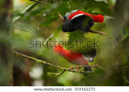 Two Cock-of-The-Rock Rupicola peruvianus,bright orange bird with fan-shaped crest fights on branch in its typical environment of tropical rainforest.National bird of Peru.Blurred green  background.