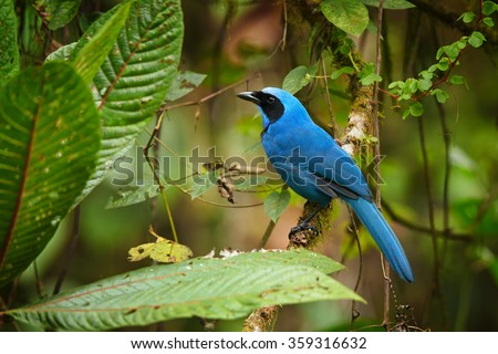 Turquoise Jay Cyanolyca turcosa, vibrant blue bird with the black mask and collar in typical environment of cloud forest. Perched on mossy branch, blurry green background. Andes,Ecuador.