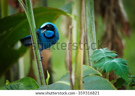 Turquoise Jay Cyanolyca turcosa, vibrant blue bird with the black mask and collar in typical environment of cloud forest. Perched on stem, staring directly at camera, forest background.Andes,Ecuador.