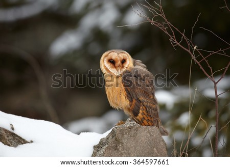 Winter photo Tyto alba guttata  Barn Owl perched on rock covered with snow. Dark green blurred spruce in background. Side view.