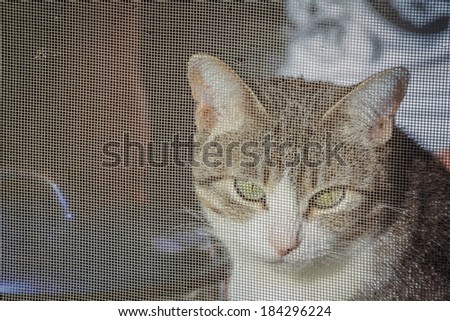 Cat behind a plastic net