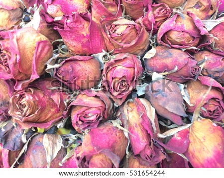 Wilted roses for background