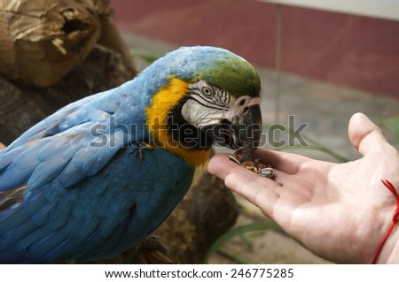 Beautiful parrot is eating food with hands.