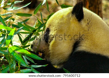 Giant Panda close-up.