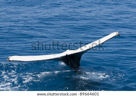 Detail of the tail of a humpback whale. The photo was taken near Fraser Island in Australia.