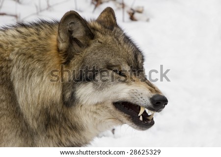 Timber Wolf (Canis lupus lycaon) growling in snow