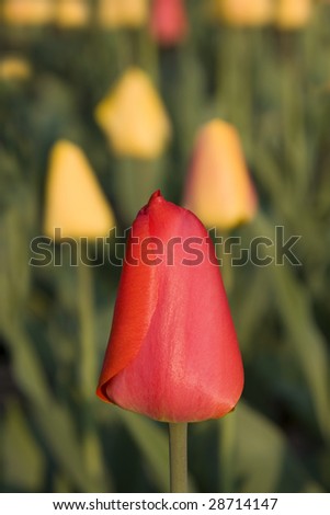 Red tulip against background of yellow and red tulips