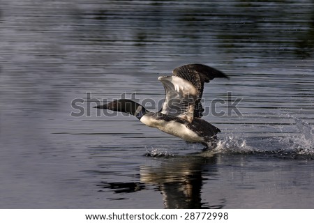 common loon in flight. common loon in flight. stock