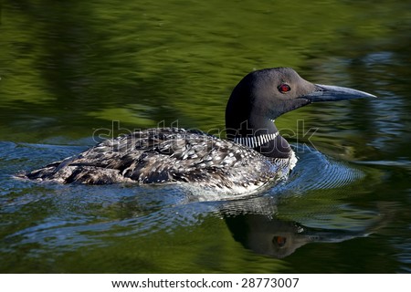 Side view of Common Loon (Gavia immer) with good light showing red eye