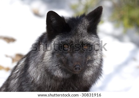 Silver Fox (Vulpes vulpes) - Silver phase of Red Fox